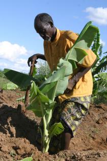 Man digging in field, Kenya